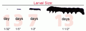 larval size