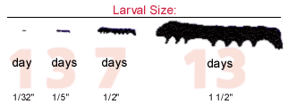 Laral size chart