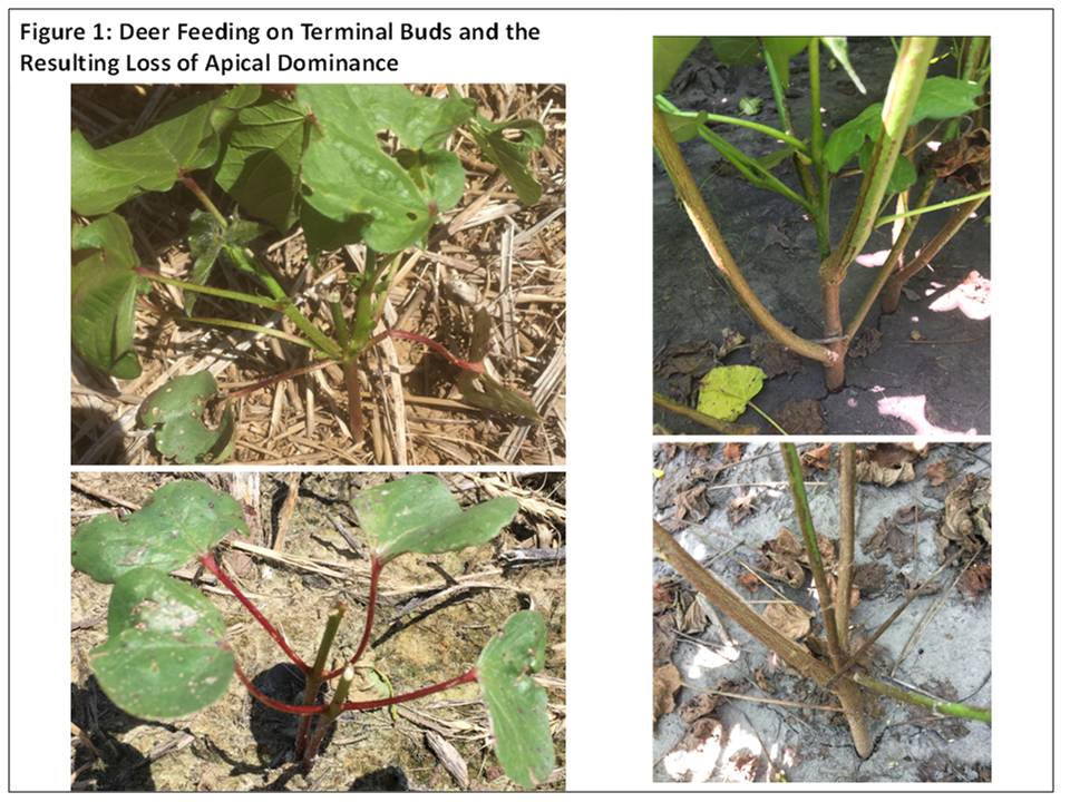 Evaluating and Managing Deer-Damaged Cotton (Collins& Edmisten)