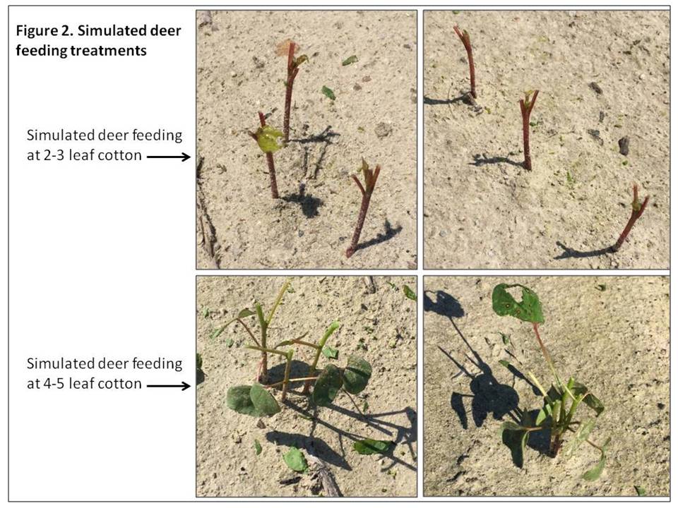 Evaluating and Managing Deer-Damaged Cotton (Collins& Edmisten