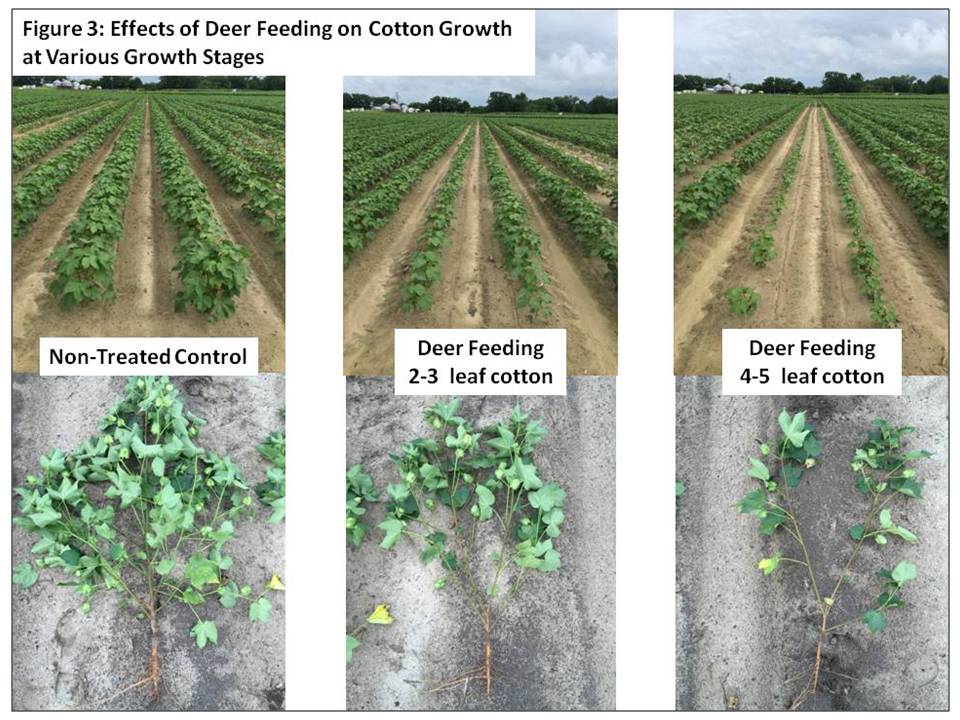 cotton plant growth stages