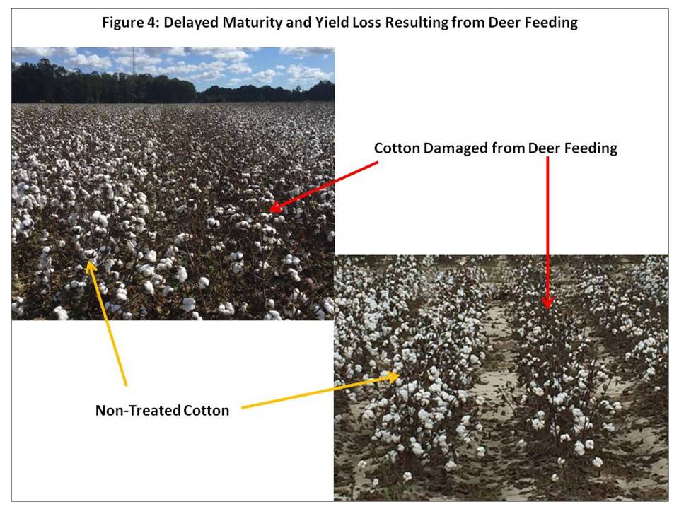 Evaluating and Managing Deer-Damaged Cotton (Collins& Edmisten)