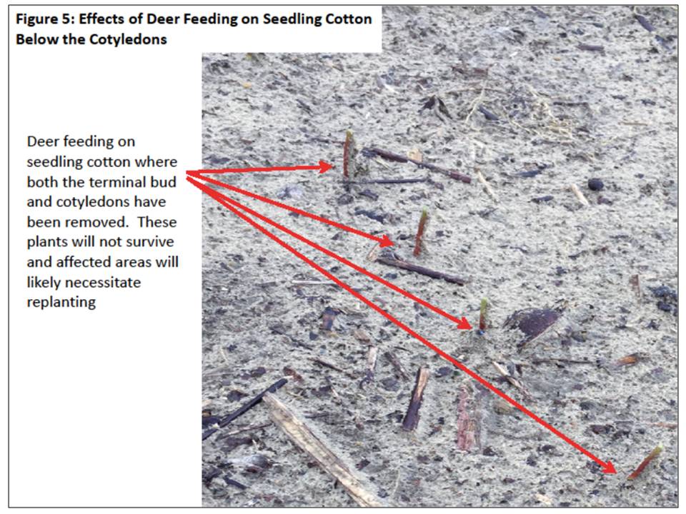 chart showing effects of deer feeding on seedling cotton