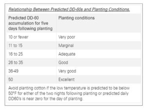 Cover photo for Guidance for Cotton Planting: Lessons Learned From the Past Two Years (Collins & Edmisten)