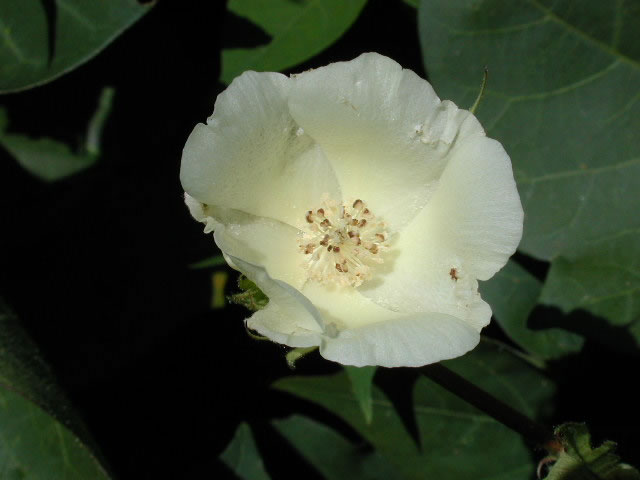 Managing Plant Bugs in Blooming Cotton