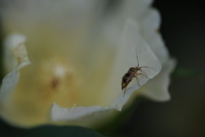 Cover photo for Aphids, Bollworms, Stink Bugs, & Tarnished Plant Bugs Complicating Insecticide Management