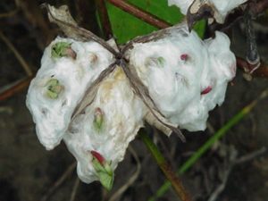 Cotton plant close-up