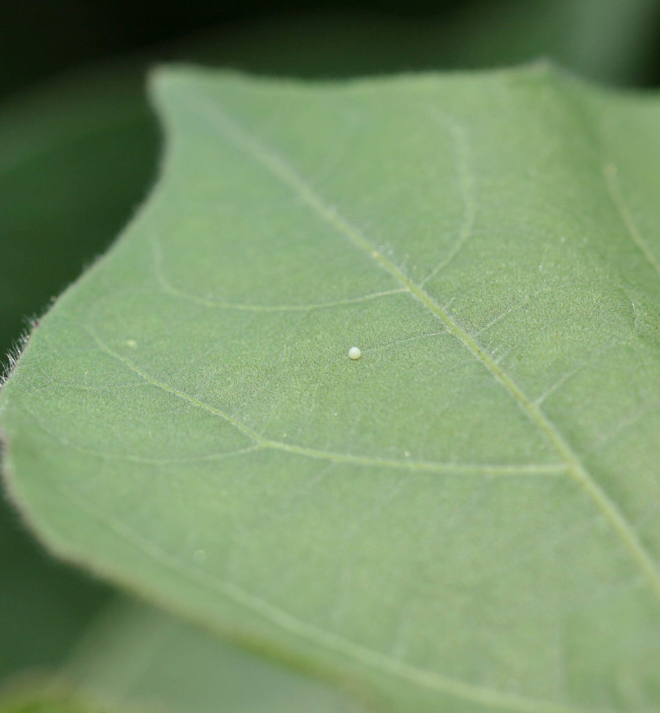 Bollworm egg on leaf