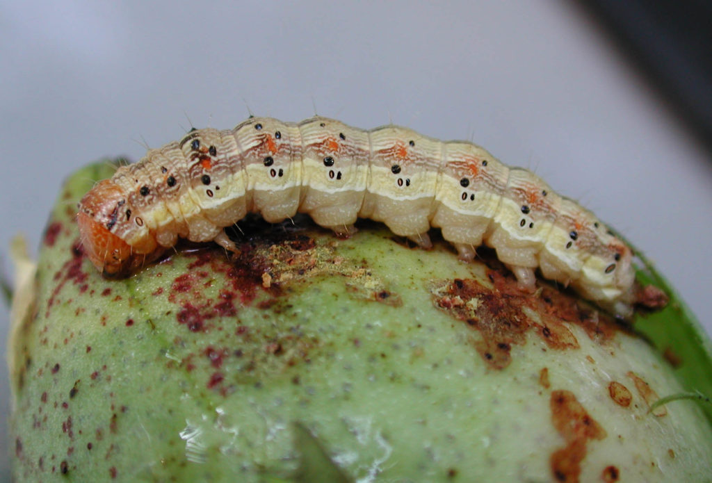 Bollworm Larvae