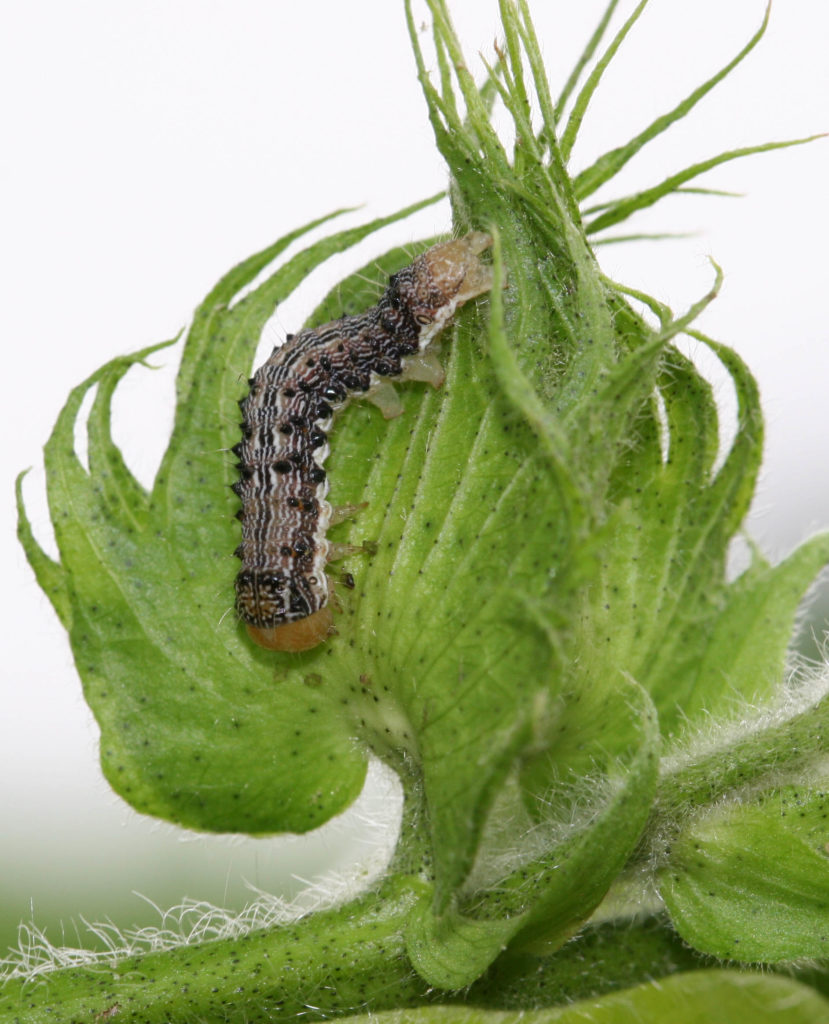 Bollworm Medium larvae