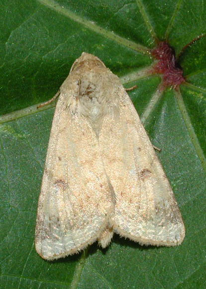 Bollworm adult moth