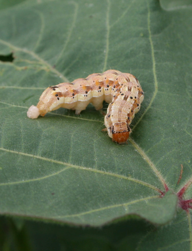 Bollworm Larvae