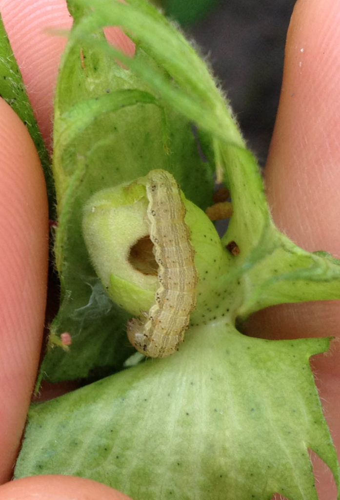 Bollworm on cotton square