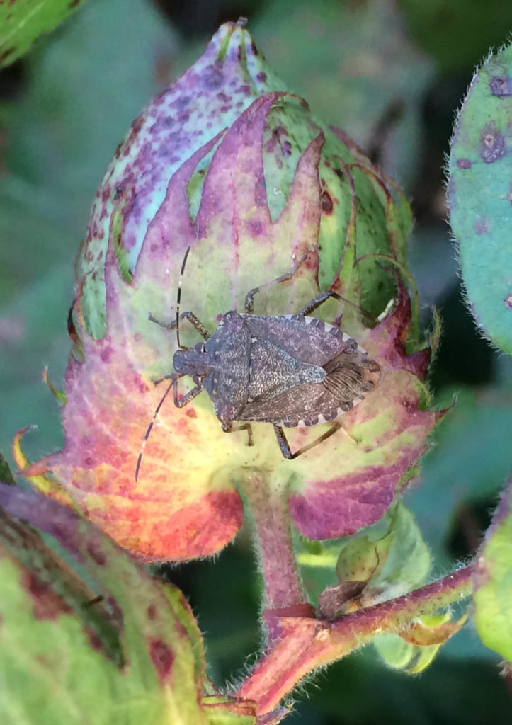 Brown Marmorated Stink Bug