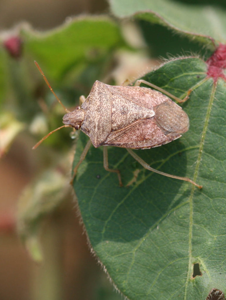 Brown stink bug