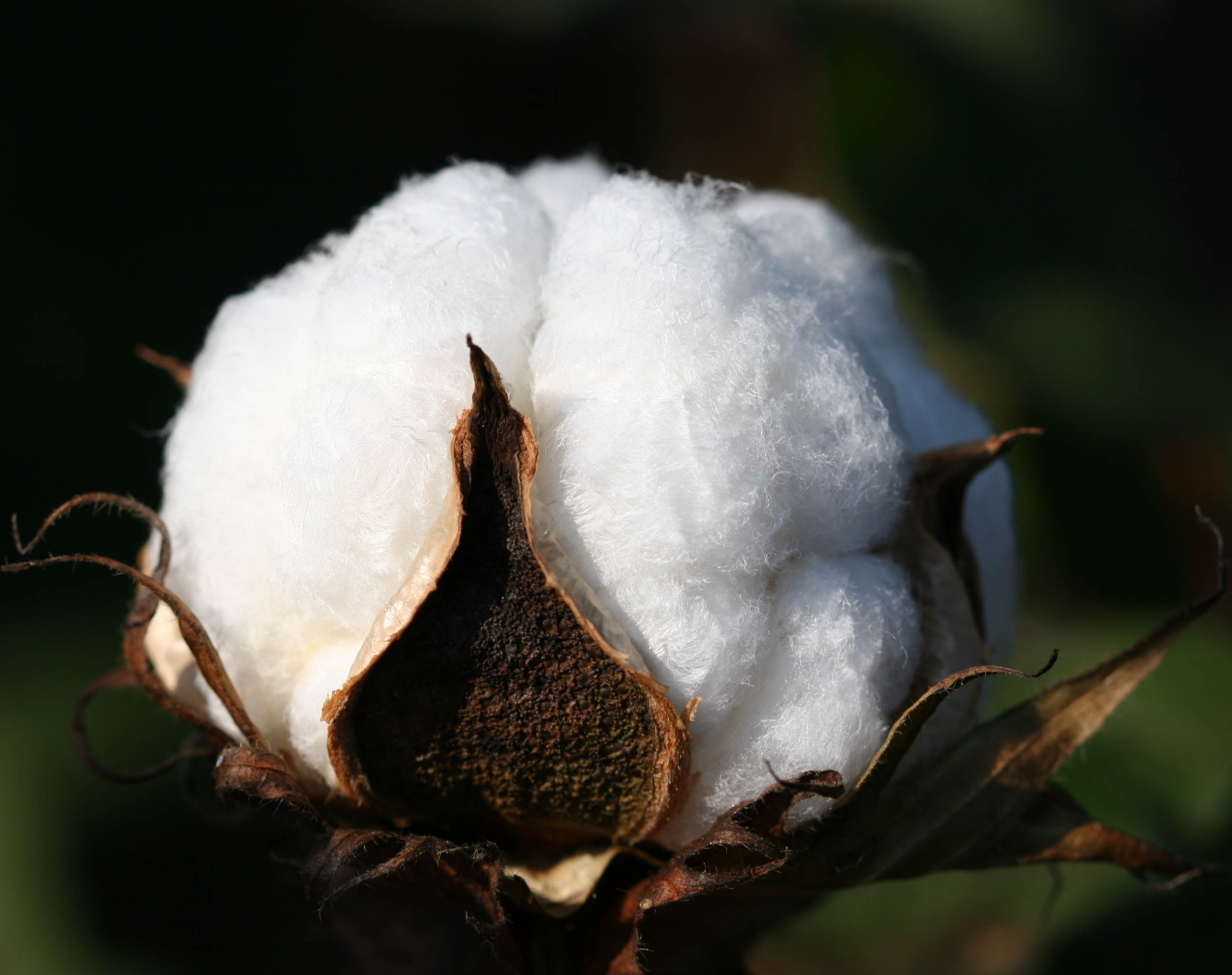 Cotton Boll 