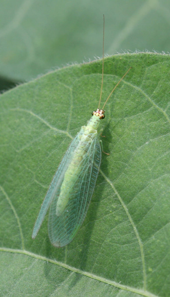 Green Lacewing adult