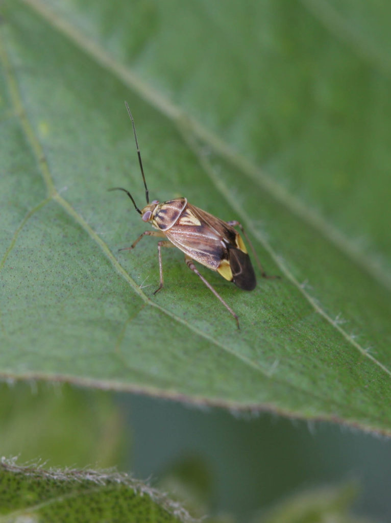 Lygus Plant Bug Adult