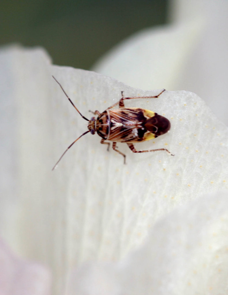 Lygus Plant Bug Adult