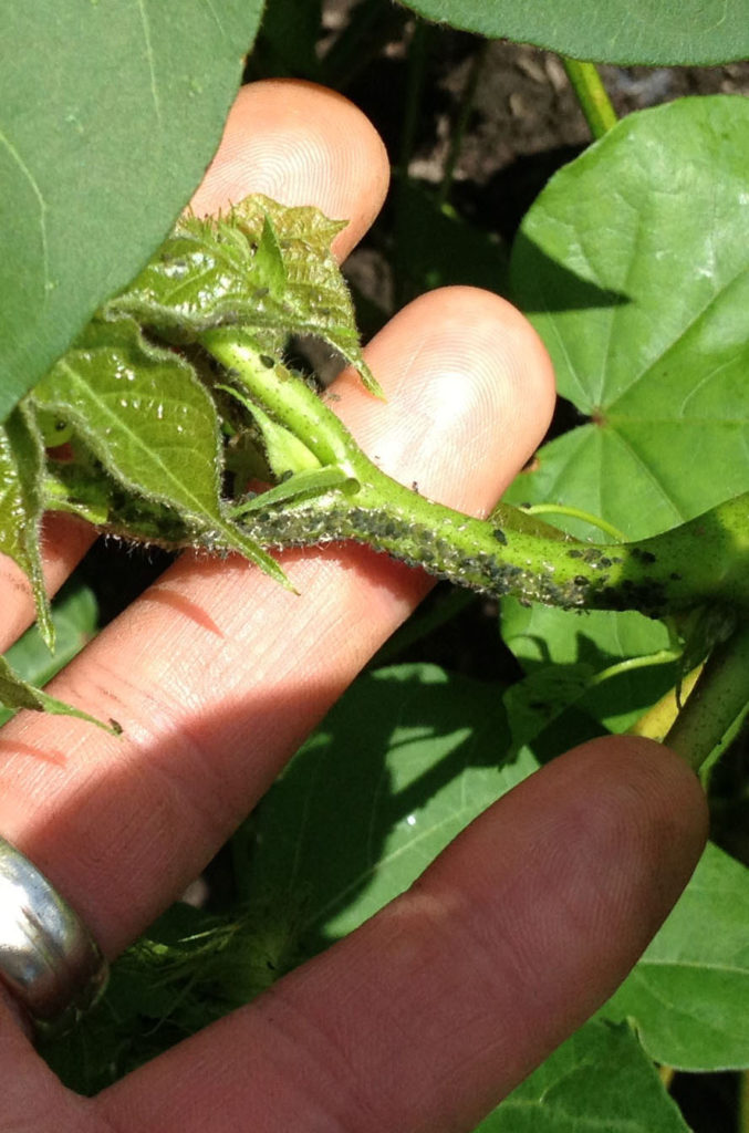 Aphids on terminal