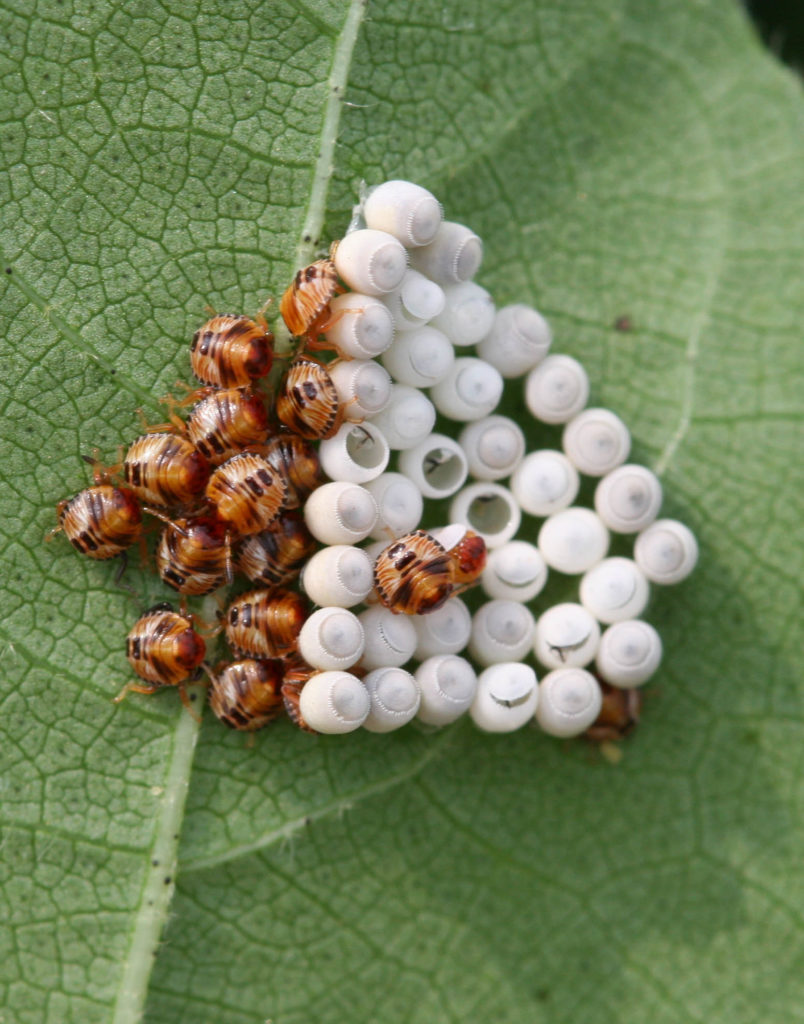 Stink Bug Eggs