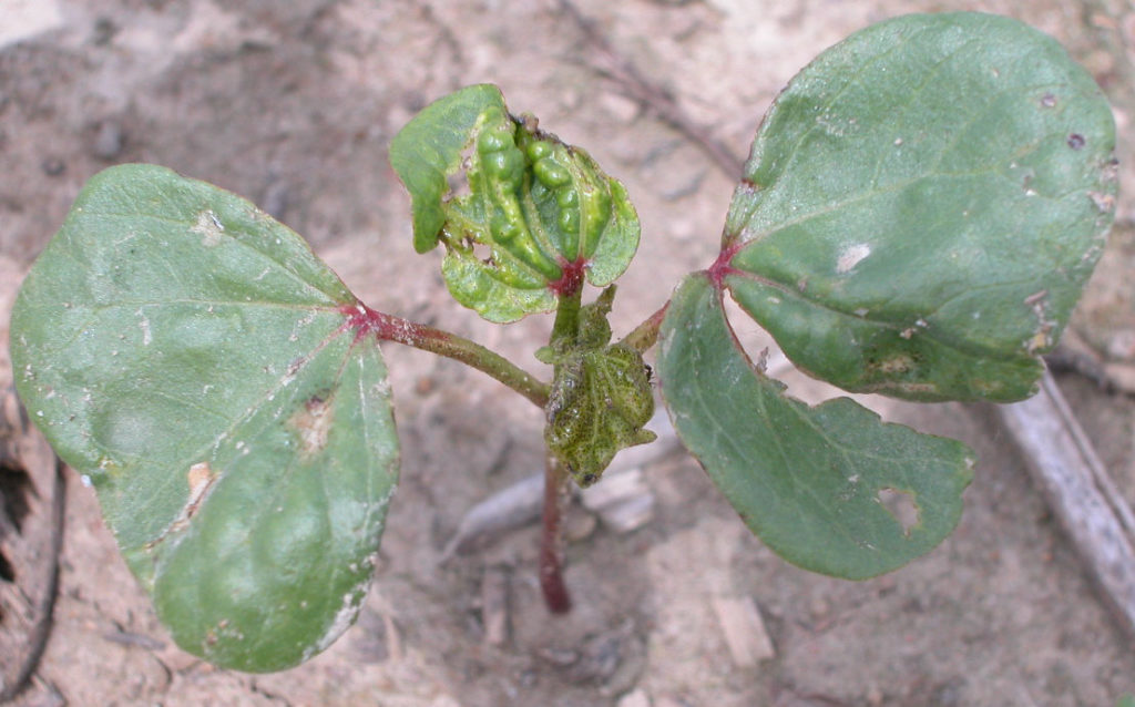 Thrips damaged cotton leaves