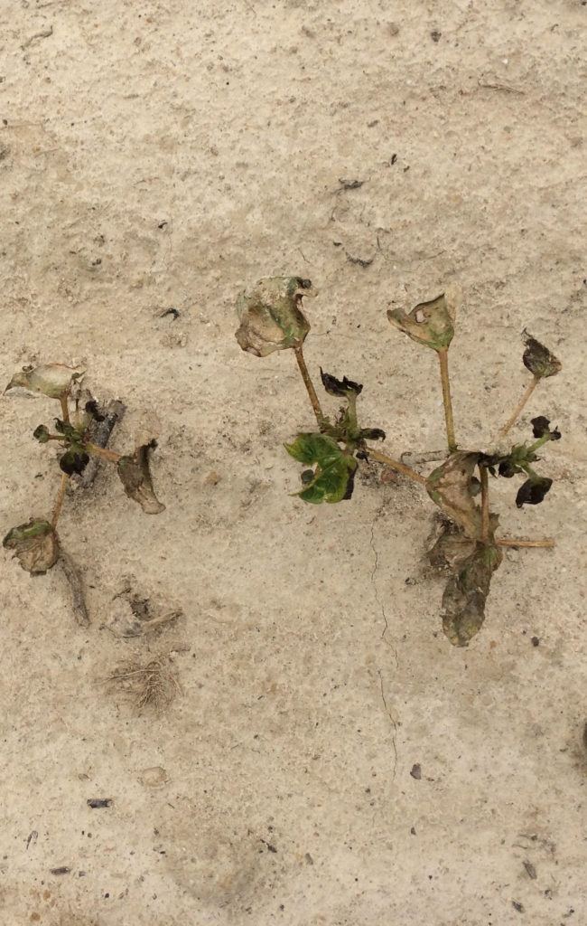 Thrips damaged cotton plants