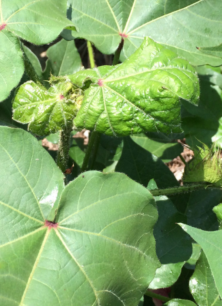 aphids in cotton terminal