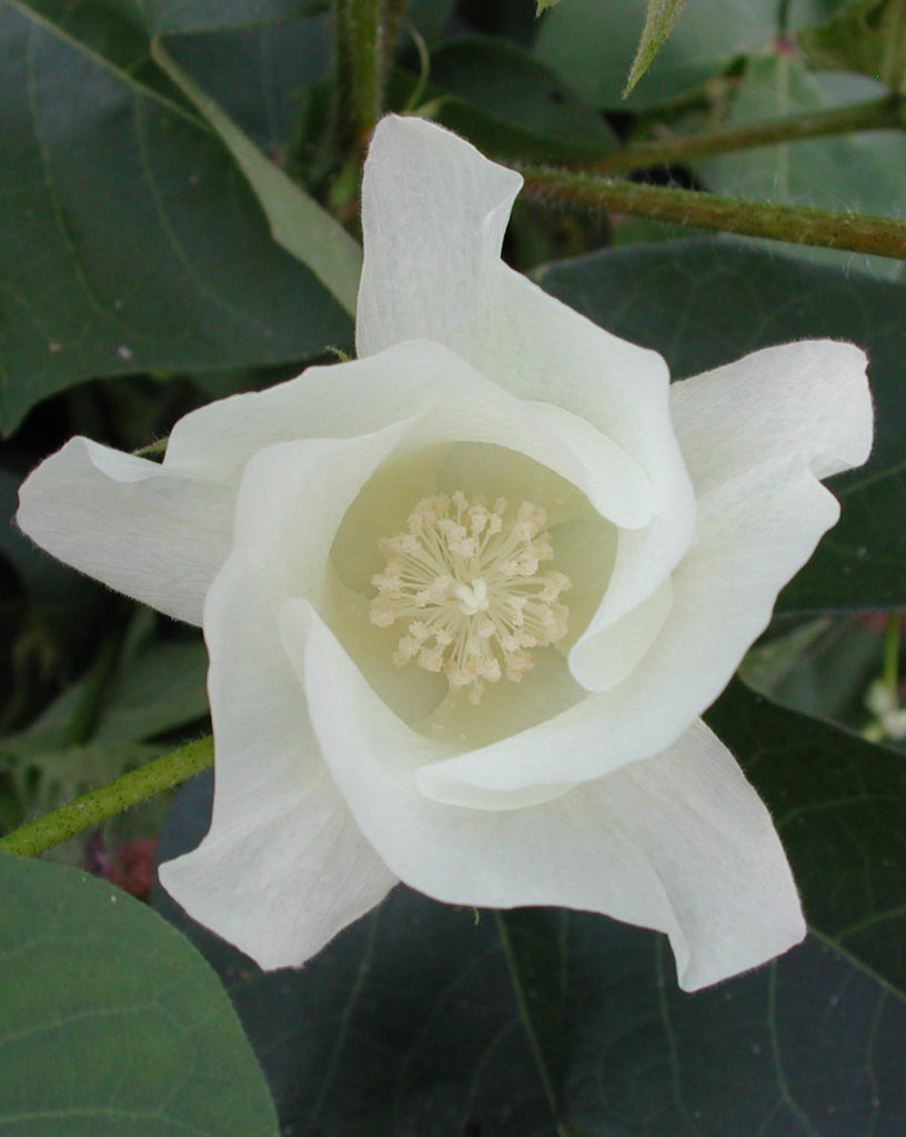cotton bloom flower
