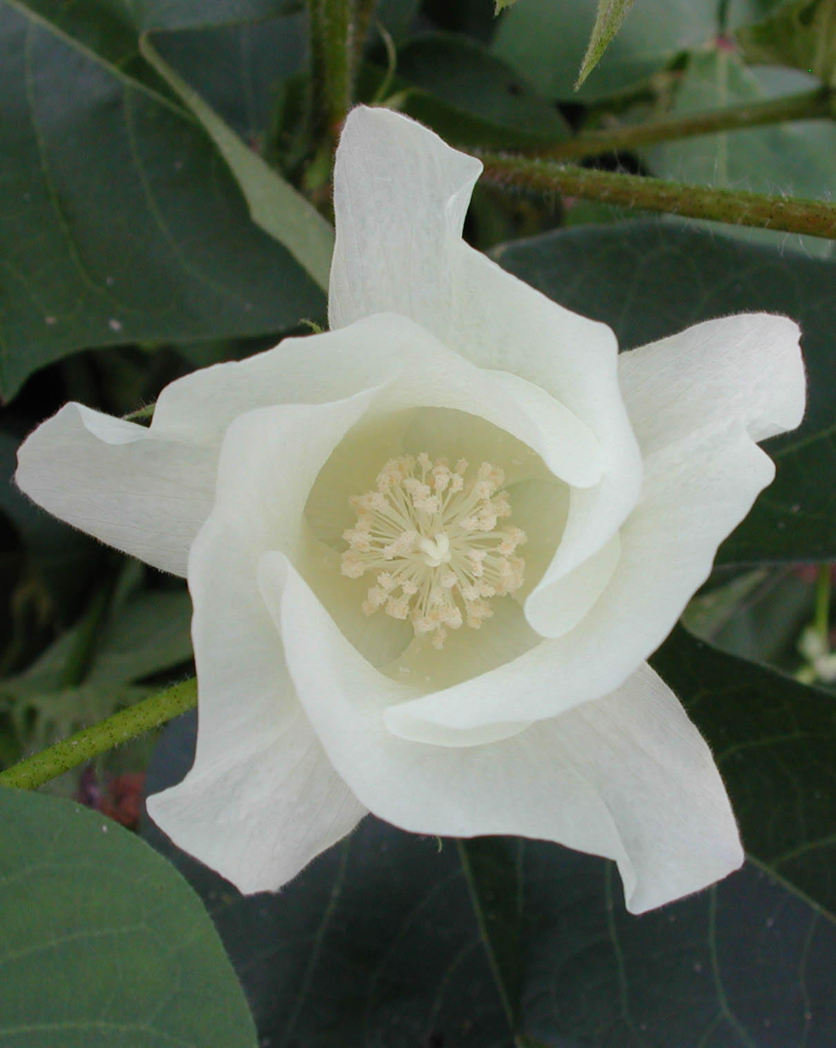https://cotton.ces.ncsu.edu/wp-content/uploads/2020/02/cotton-bloom-flower-5053.jpg