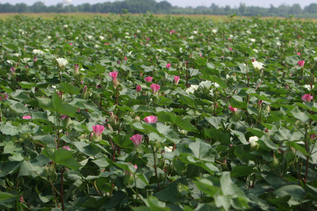 cotton flower in field