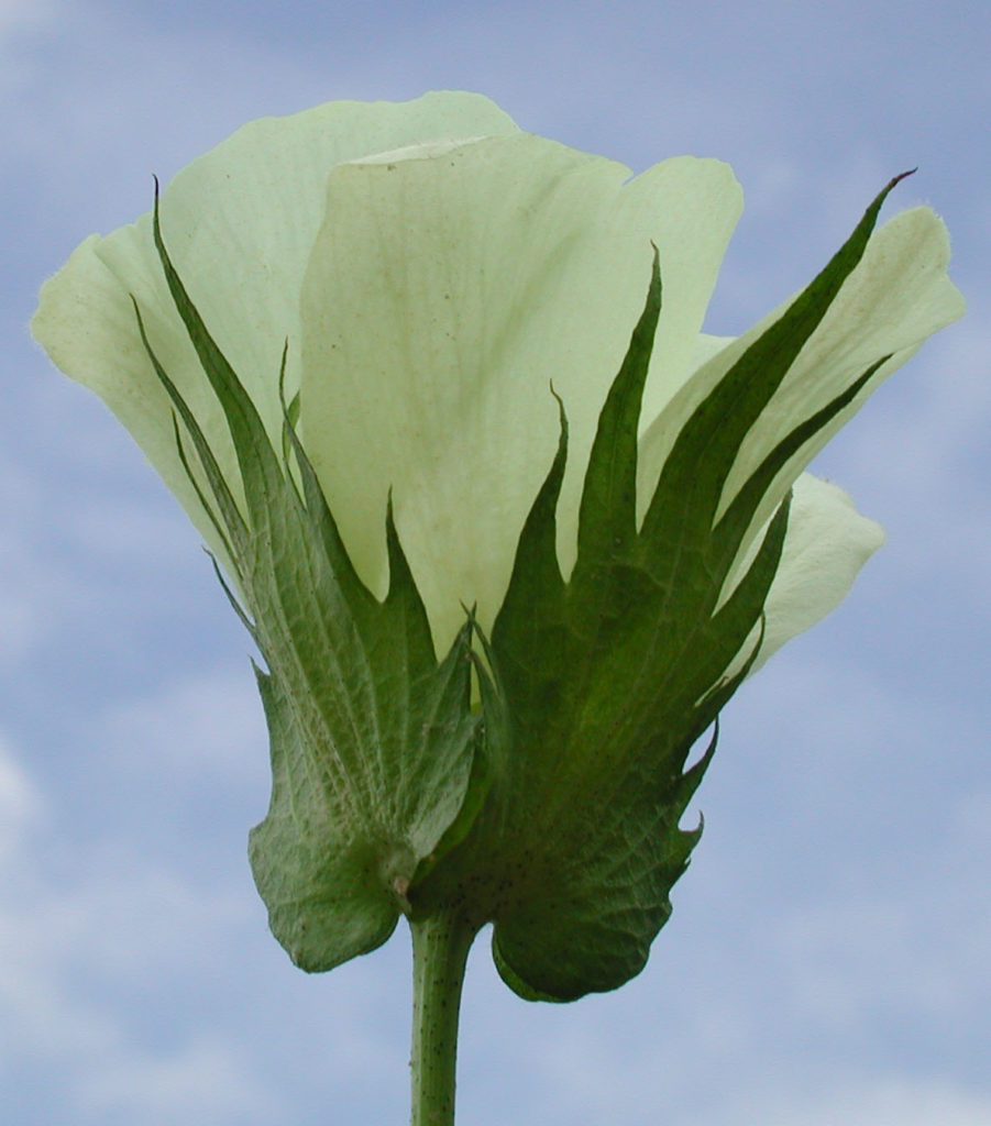 cotton flower open