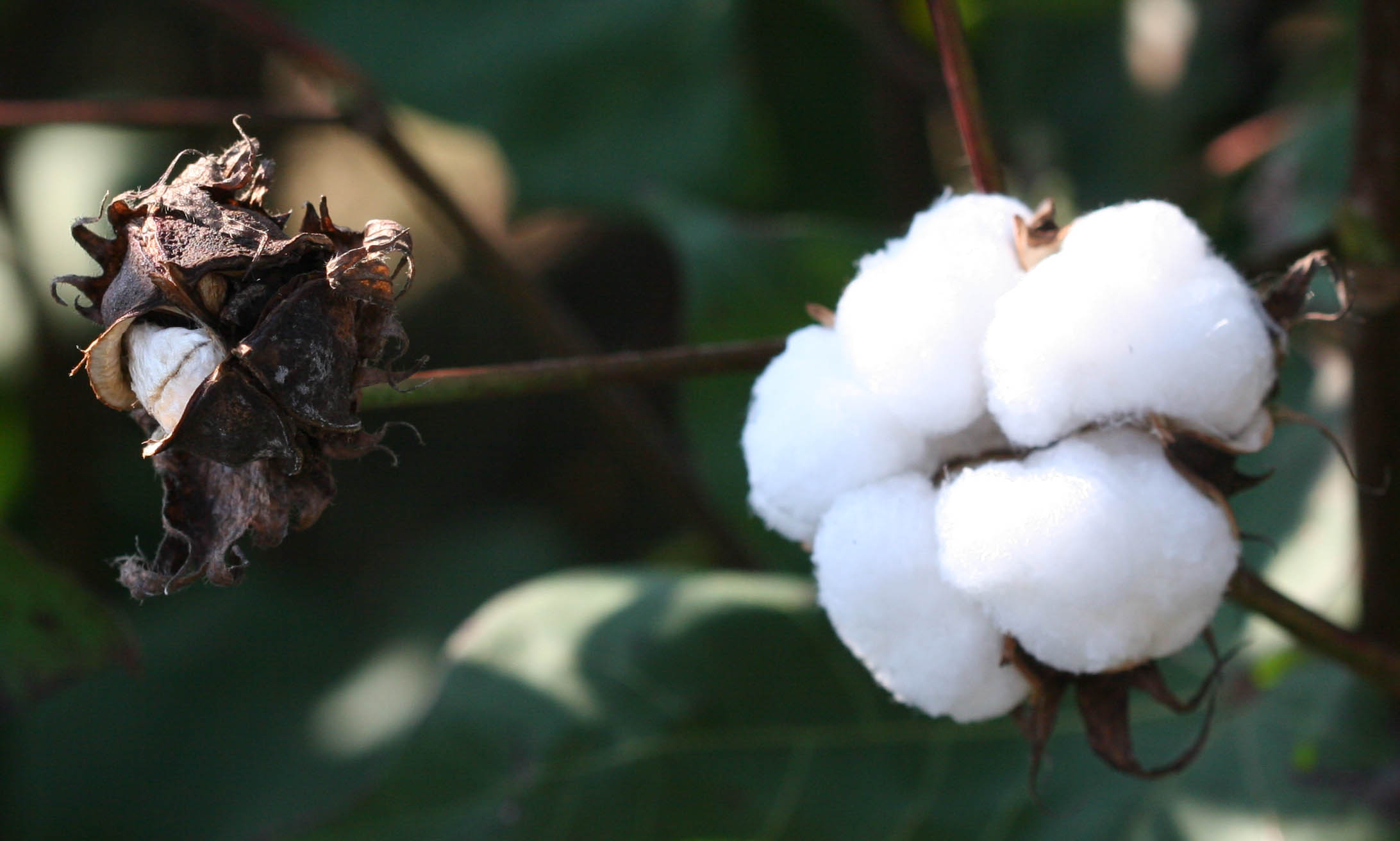 Why does Cotton Kill? 