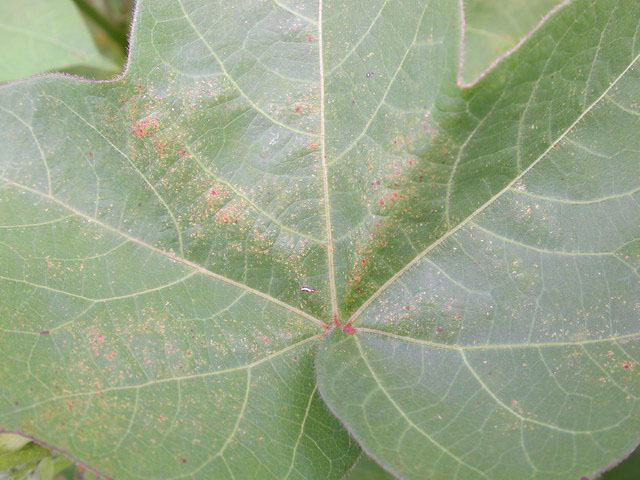 spider mite damage view above leaf