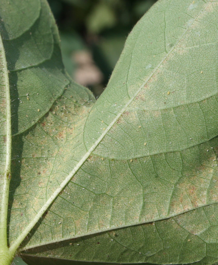 spider mites on cotton leaf