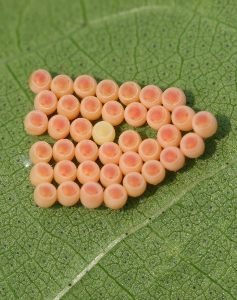 Stink Bug Eggs