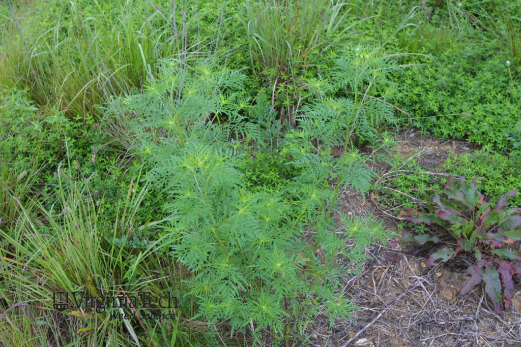 Common ragweed. Photo Credit: Virginia Tech Weed Science.