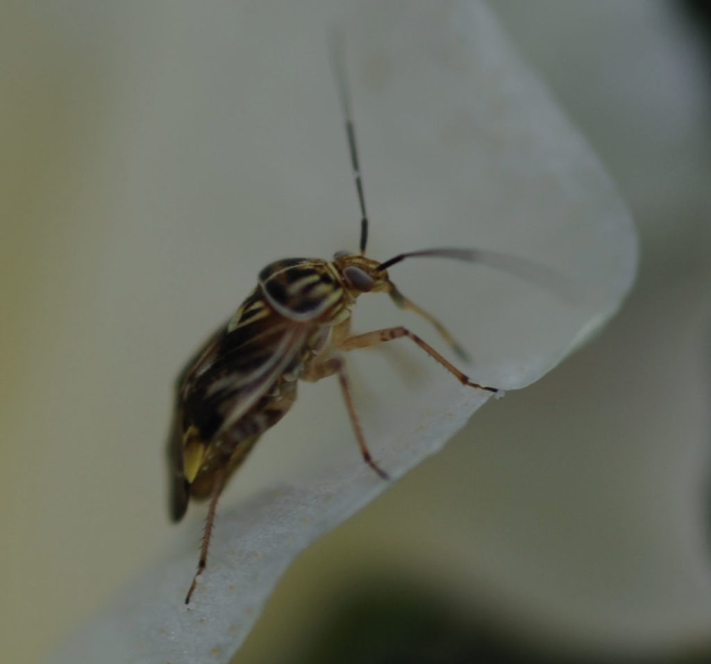 Managing Plant Bugs in Blooming Cotton