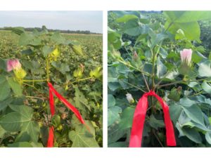 Cover photo for Top vs. Bottom Crop…Deciding Which Crop to Chase (Collins & Edmisten)