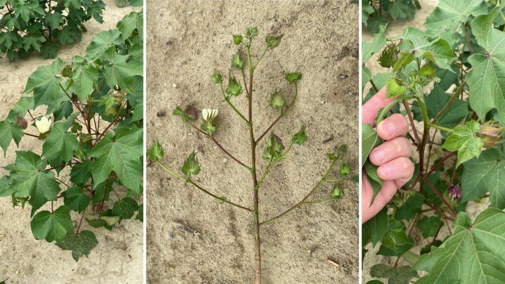 Cotton after blooming, not showing signs of rot, but showing signs of reddening. 