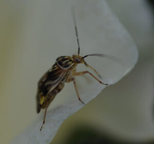 Tarnished Plant Bug