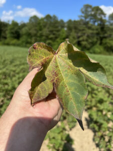 A cotton leaf with spots of yellow and dark red.