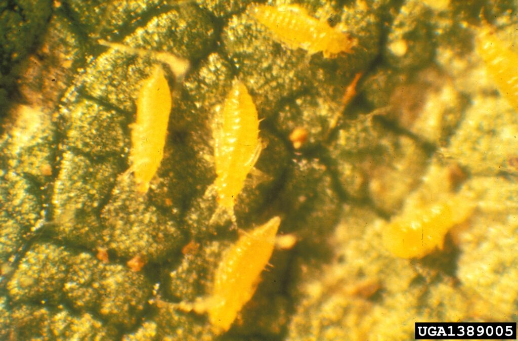 Several larval thrips magnified on a leaf
