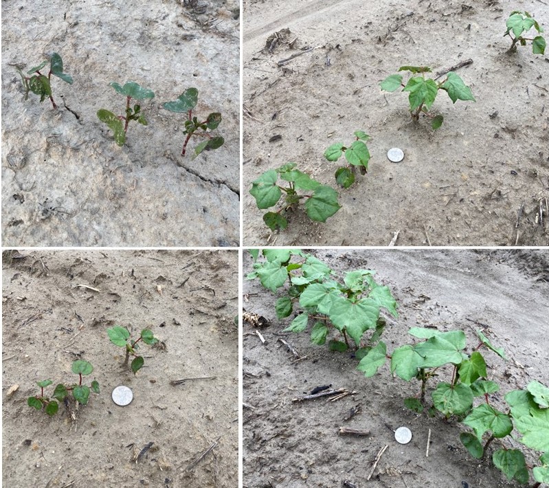 Cotton Beginning to Bloom: Pay Attention to Growth!! (Collins & Edmisten)