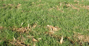 Italian ryegrass growing in a field with corn residue. 