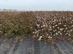 Cover photo for Should You Treat ThryvOn Cotton With Insecticide?