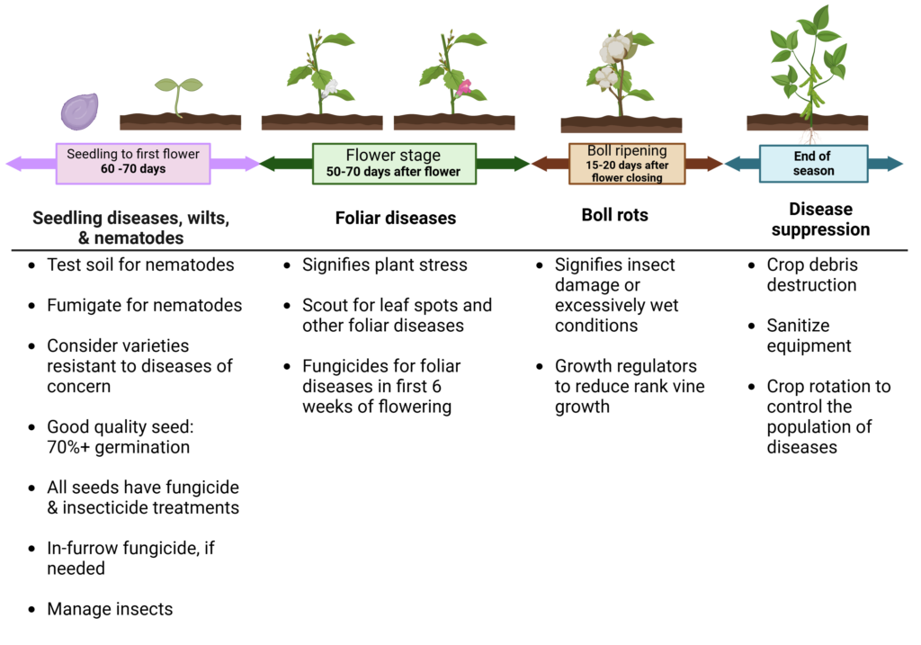 Timeline showing the considerations for cotton pests throughout the growing season