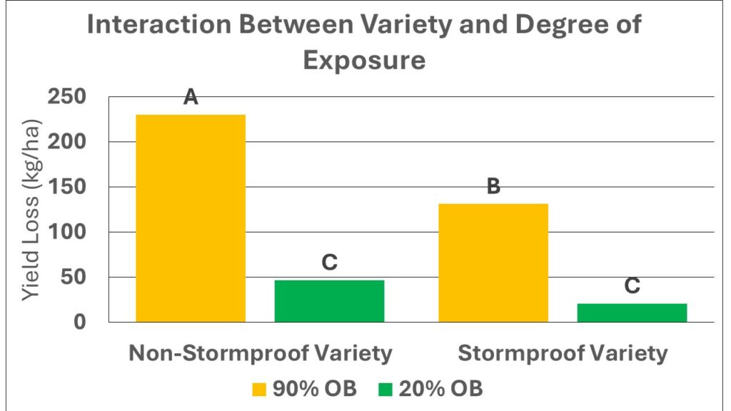 Bar chart comparing yield loss (kg/ha) by crop variety and exposure level, showing that Non-Stormproof varieties with 90% OB experience the highest loss (~220 kg/ha), while Stormproof varieties with 20% OB have the lowest loss (~25 kg/ha). Statistical groupings (A, B, C) indicate significant differences.