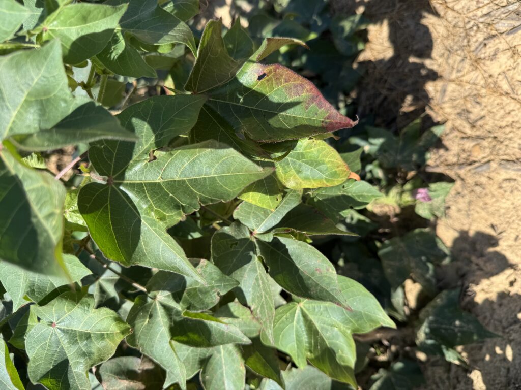 Cupped, yellow, and reddened leaved among green leaves